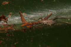 Talitropsis poduroides