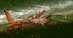 Talitropsis poduroides