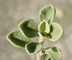 Aizoon pubescens
