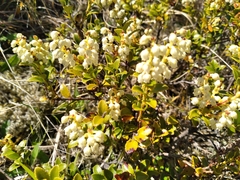 Gaultheria crassa