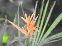 Heliconia psittacorum