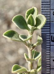 Aizoon pubescens