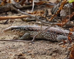 Callopistes maculatus