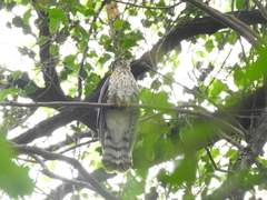 Hierococcyx nisicolor