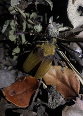 Acanthinodera cumingii