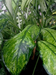Dieffenbachia seguine