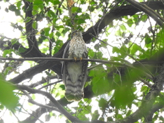 Hierococcyx nisicolor