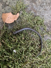 Batrachoseps nigriventris