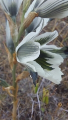 Chloraea bletioides