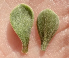 Aizoon pubescens