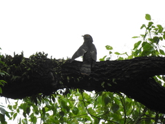 Hierococcyx nisicolor