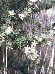 Leptospermum lanigerum