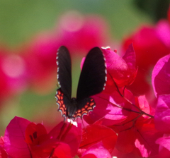 Parides photinus
