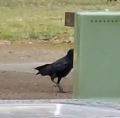 Corvus coronoides