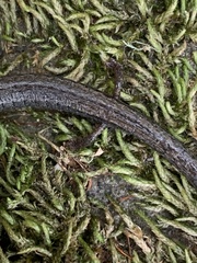 Batrachoseps nigriventris