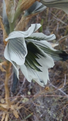 Chloraea bletioides