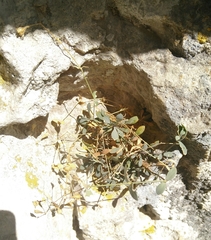 Petrocoptis glaucifolia