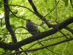 Hierococcyx nisicolor