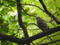 Hierococcyx nisicolor