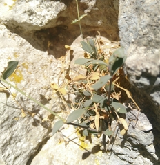 Petrocoptis glaucifolia