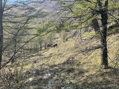 Hippocamelus bisulcus