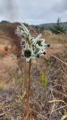 Chloraea bletioides