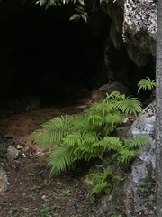 Thelypteridaceae