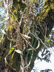 Selenicereus undatus