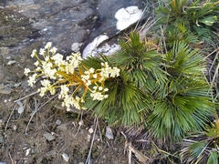 Aciphylla lecomtei