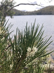 Hakea lissosperma