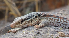 Callopistes maculatus