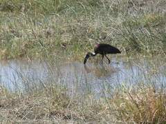 Anastomus lamelligerus