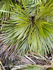 Aciphylla lecomtei