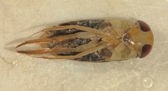 Morphocorixa compacta