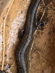 Batrachoseps nigriventris