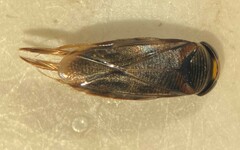 Morphocorixa compacta