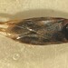 Morphocorixa compacta - Photo (c) Matthew Pintar, some rights reserved (CC BY), uploaded by Matthew Pintar