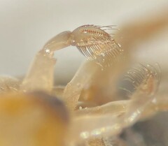 Morphocorixa compacta