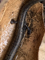 Batrachoseps nigriventris