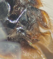 Morphocorixa compacta