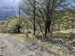 Hippocamelus bisulcus