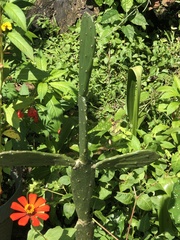 Opuntia cochenillifera