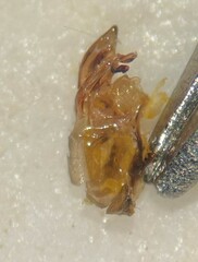 Morphocorixa compacta