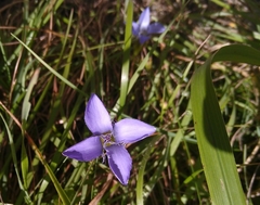 Gentianopsis ciliata