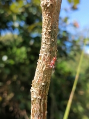 Ectatomma tuberculatum