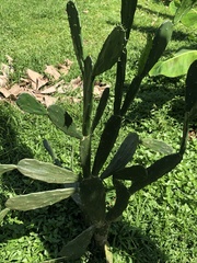 Opuntia cochenillifera