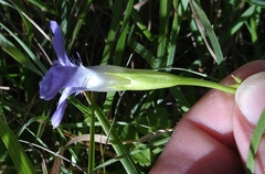 Gentianopsis ciliata
