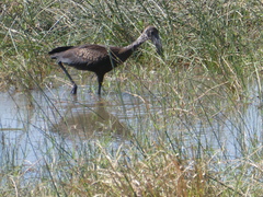 Anastomus lamelligerus