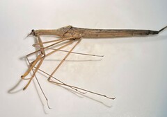 Ranatra quadridentata