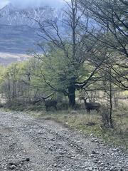 Hippocamelus bisulcus